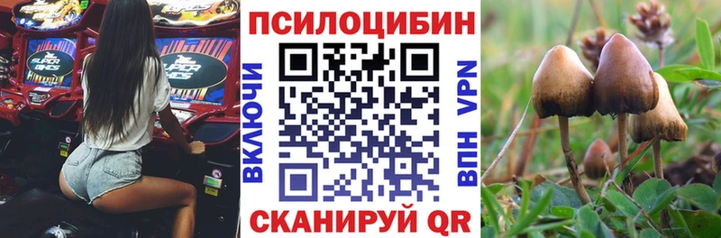 купить   Серафимович  Псилоцибиновые грибы Psilocybe 